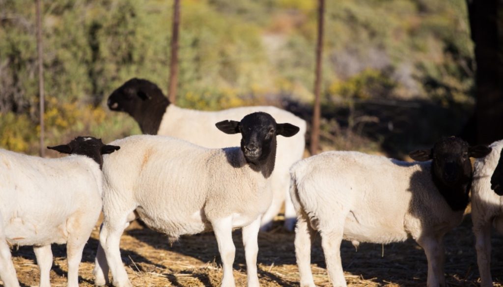 Lambs raised on a Texas farm